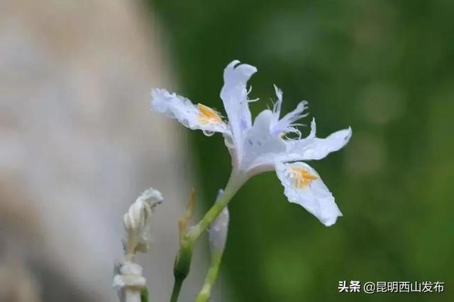 玉蝉花和鸢尾花区别，玉蝉花和鸢尾花区别图片（遇到西华公园的鸢尾花不陌生）