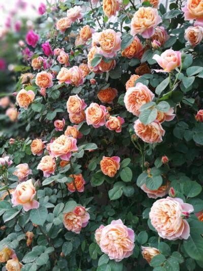 名贵月季十大品种，最稀有的月季花品种（我心目中最值得栽种的10种藤本月季）