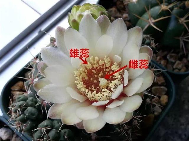 君子兰不开花怎么办才能开花，用“啤酒水”擦叶子