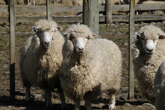 瘦肉精是什么东西，瘦肉精是什么东西有什么危害（扒一扒：效果显著的瘦肉精）