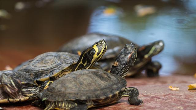 乌龟为什么不吃东西，夏天乌龟为什么会不吃东西（乌龟不吃东西怎么办）