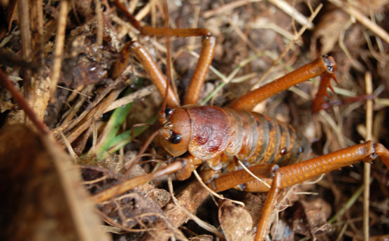 世界上十大最奇怪昆虫，花螳螂被认为是最美丽的昆虫