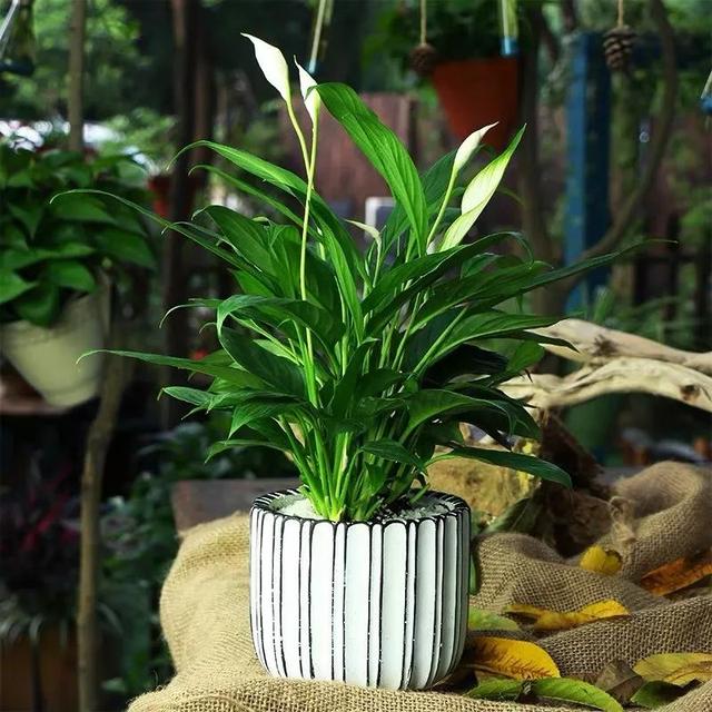 一帆风顺花有毒吗，一帆风顺花草有毒吗（家里养了宠物的朋友）