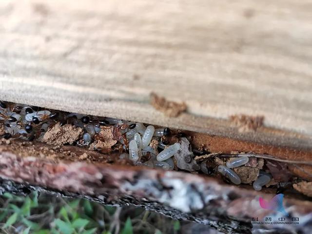 白蚁是什么，白蚁是什么样的图片（钻头发、钻衣服、拆你的家…别私自处理）