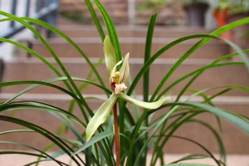 养兰花什么植料最好，这“3种”植料