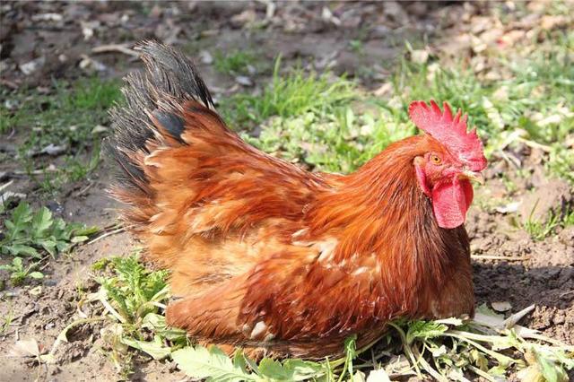 公鸡会生蛋吗，公鸡中的“战斗机”