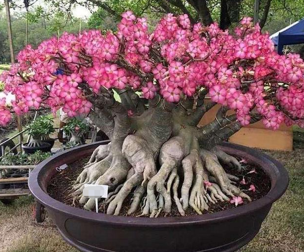 常见的八种多肉植物，各种各样的多肉植物（6种“小多肉”）