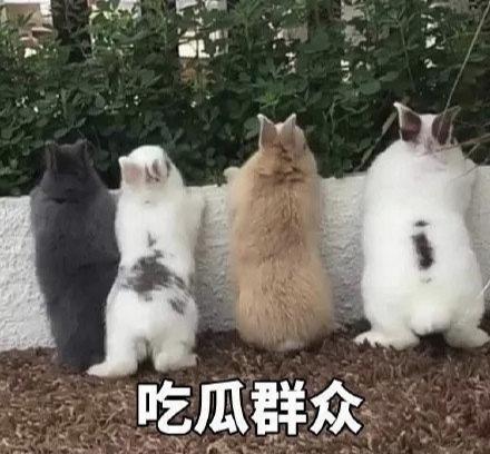 处cp和处对象的区别，男女处cp是什么意思（这些网络热词你还不知道）