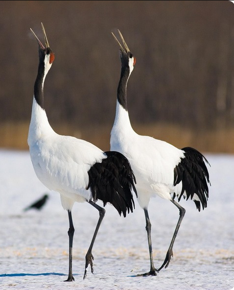 卡尔加里属于加拿大哪个省，卡尔加里属于加拿大哪个省地图（大庆超过加拿大的卡尔加里、温哥华）