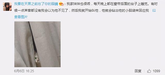 猫的灵性有多强，猫界最有灵性的四种猫（一只猫可以多有灵性）