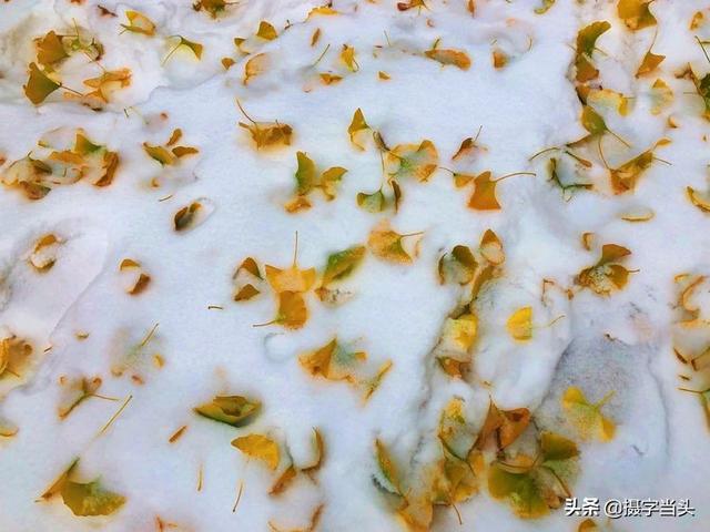 情侣唯美雪景图片，情侣唯美雪景图片真实（冬日初雪印象：一半冬雪）