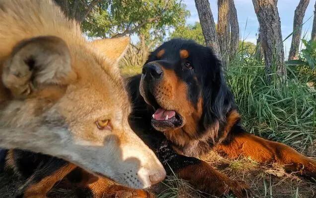 狼王与藏獒,长大主动做起狼王的保镖(藏獒对抗狼)