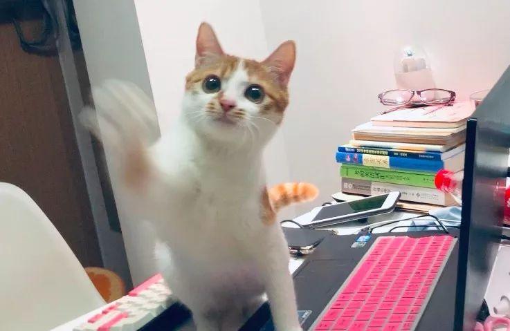 猫咪爱咬人怎么办(猫咪抓人咬人屡教不改怎么办)