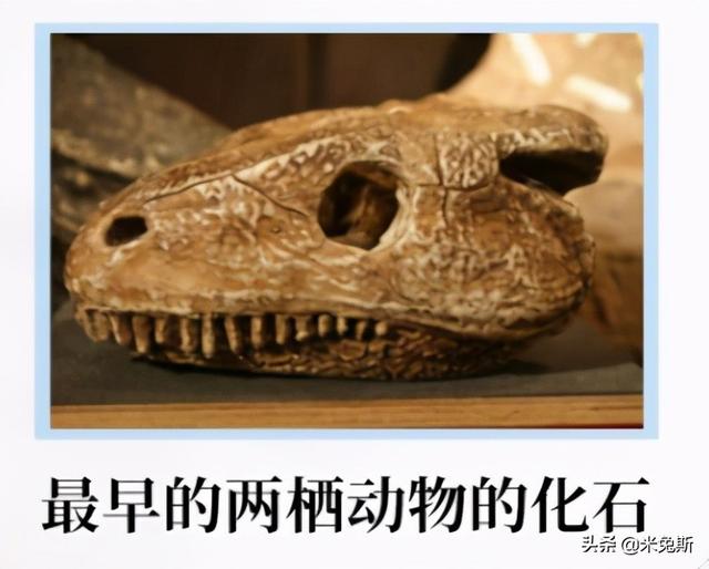 牙齿的种类有哪些，牙齿有哪些分类（带你了解人类牙齿的进化史）