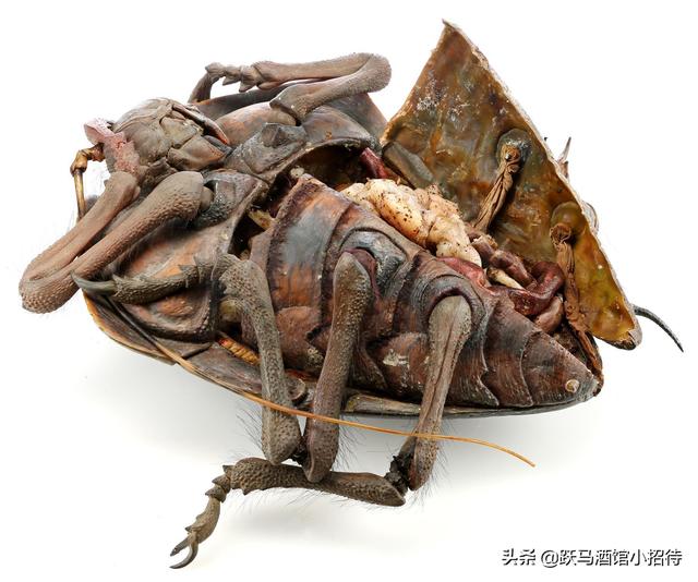 盘点经典科幻片《星河战队》中的阿拉奇尼斯虫族种类