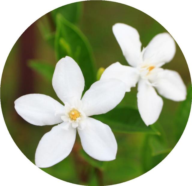 花朵风景头像 十里微信，花朵风景头像 十里（色彩缤纷的花朵图片）