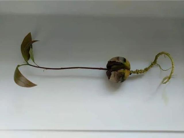 牛油果种子怎么种，牛油果的核怎么种才能发芽（我才不管牛油果好不好吃）