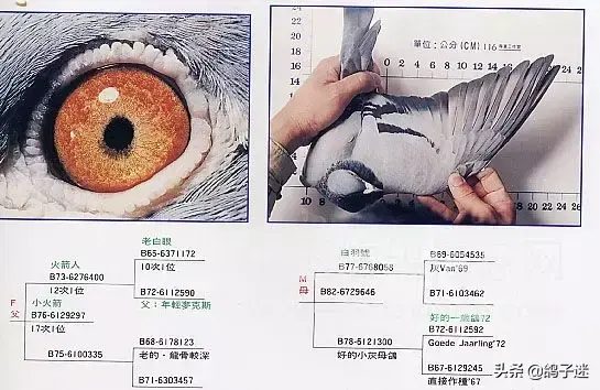 詹森系最好的种鸽，詹森八大配对种鸽赏析<图>