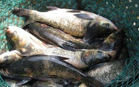 鲢鳙饵料配方绝招，钓鱼配方之怎样做钓鲢鳙饵料（丝毫不比商业饵差）