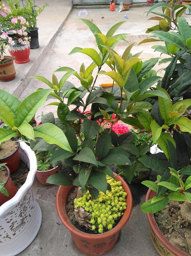 桂花叶尖枯焦是什么原因，桂花叶尖枯焦是什么原因造成的（秋天桂花长势不良）