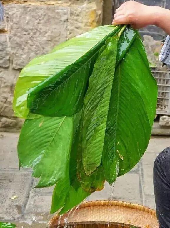 包粽子的叶子是什么植物的叶子，粽子叶是什么植物的叶子（端午百科：年年吃粽子）