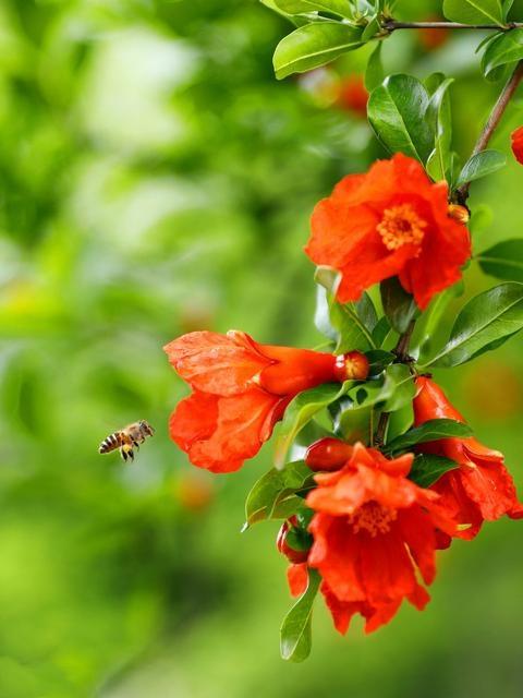 石榴花是什么颜色，石榴花的样子（欣赏旧日时光里活力四射的石榴花）