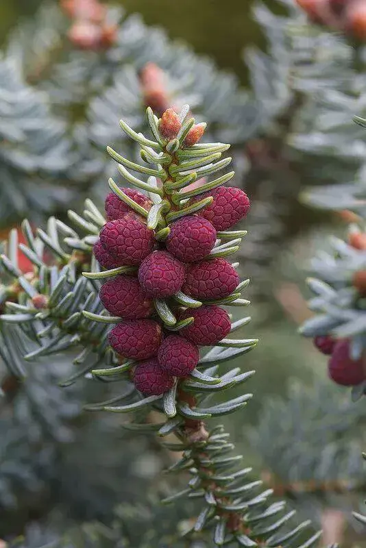 松树是什么样子的，松树长什么样子图片（科普答疑：松树会开花吗）