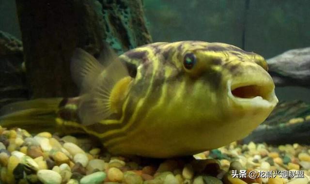 鳄雀鳝鳄雀鳝是现存7种雀鳝中体型最大的一种,也是最古老的一种观赏鱼