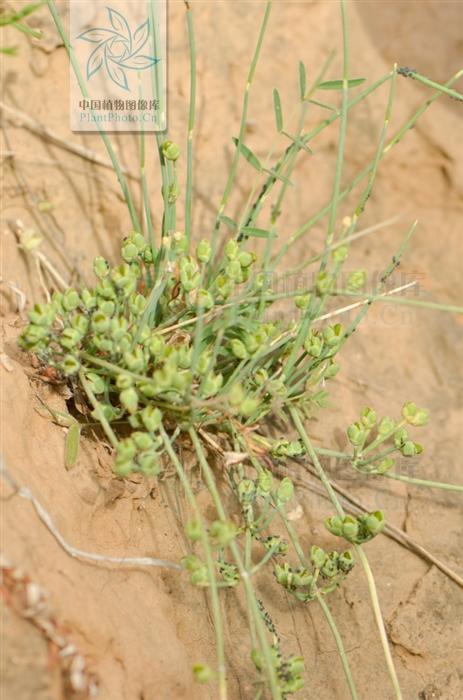 本草图经作者是谁，《本草图经》的作者（芎藭 蘼蕪 藁本）