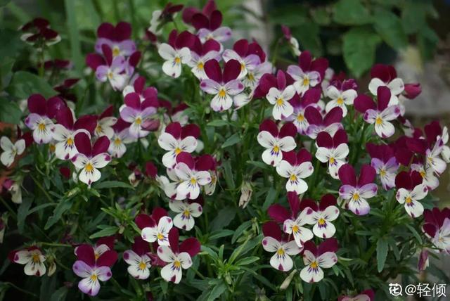 香草兰花怎么养，香兰草怎么种植（屋里养盆“香水花”）