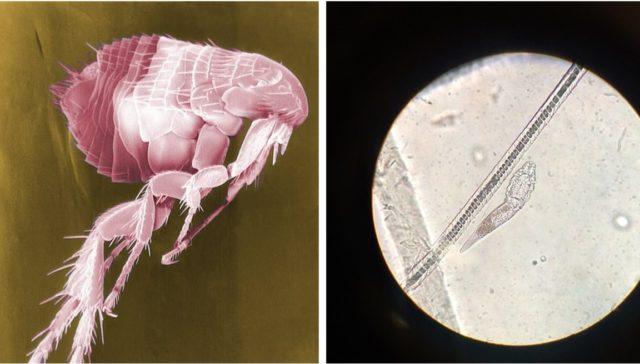 狗毛，按这6个原因排查（狗毛变白色是什么原因）