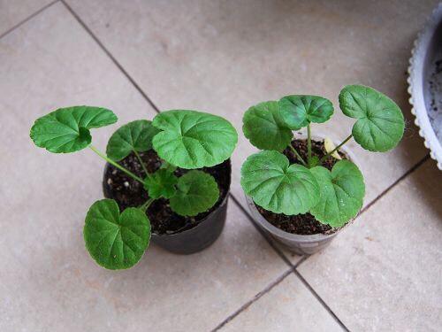 天竺葵的养殖方法，万岁玫瑰天竺葵的养殖方法（从10月开花到来年6月份）