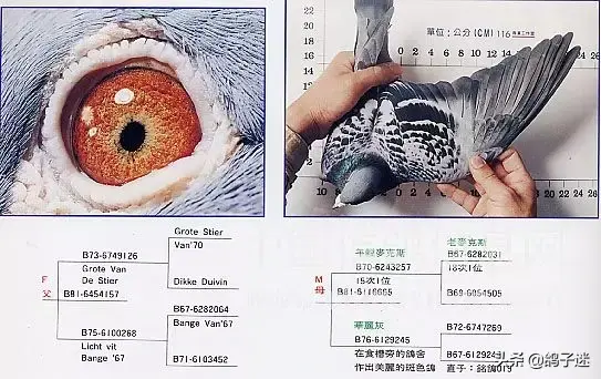 詹森系最好的种鸽，詹森八大配对种鸽赏析<图>