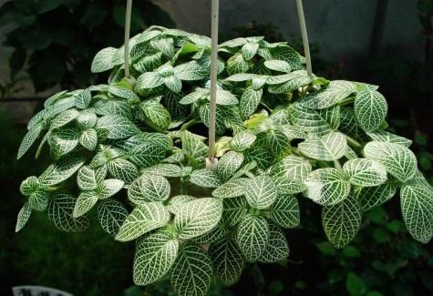 网纹草，网纹草的养殖方法和注意事项（网纹草喜阴还是喜阳）