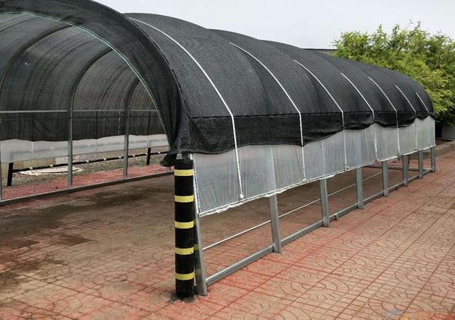 大棚养猪施工方法简单易行