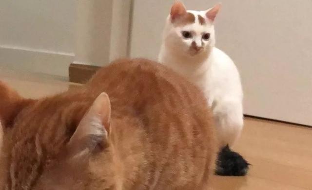 怎么解决猫咪挑食的问题，改善挑食，是一场人猫拉锯战