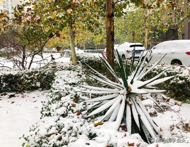 情侣唯美雪景图片，情侣唯美雪景图片真实（冬日初雪印象：一半冬雪）