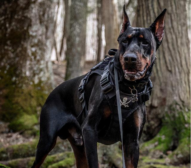 10大护卫犬，十大护卫犬有哪些（养过的都知道）