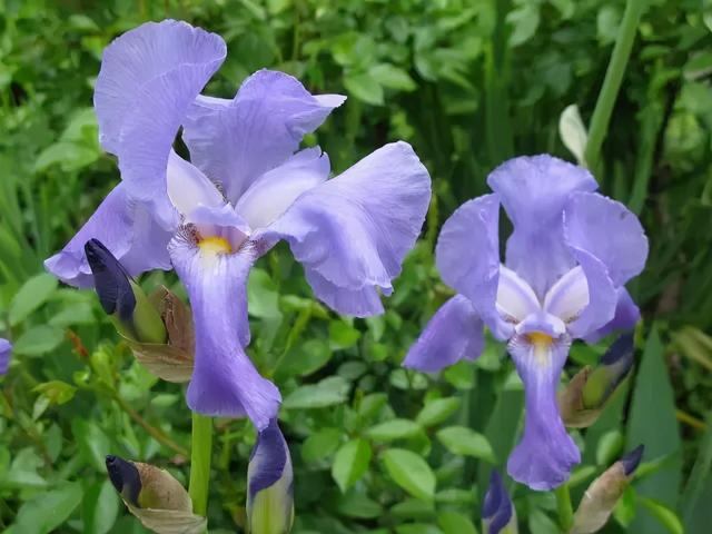 鸢尾花的寓意是什么，鸢尾花是什么含义（全球70000多个品种的这类植物原来都叫鸢尾）