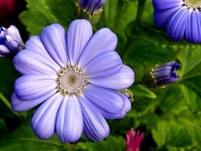 瓜叶菊，瓜叶菊怎么养（瓜叶菊一年开几次花）