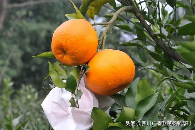 耙耙柑什么人不能吃，耙耙柑不能吃吗（好吃还不上火）