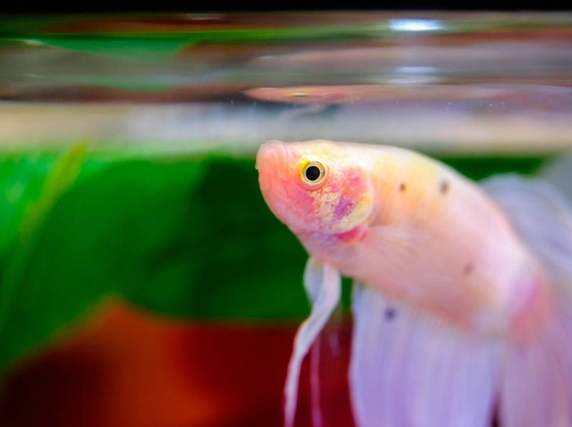 斗鱼怎样产卵，斗鱼要产卵的征兆（泰国斗鱼繁殖过程介绍）