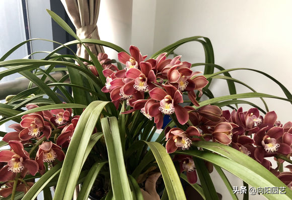 兰花花语，家里养盆大花蕙兰（蝴蝶兰花语）