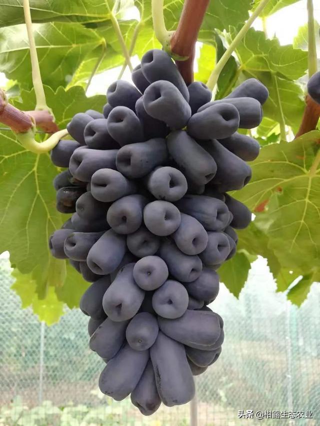 浪漫红颜葡萄的特点，浪漫红玫瑰葡萄（葡萄四大“网红品种”的优缺点及市场发展前景）