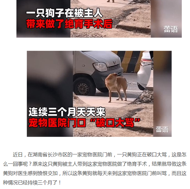 狗狗被阉他自己知道吗，狗狗绝育后会不会性情大变（给宠物做了绝育，它会不会知道）