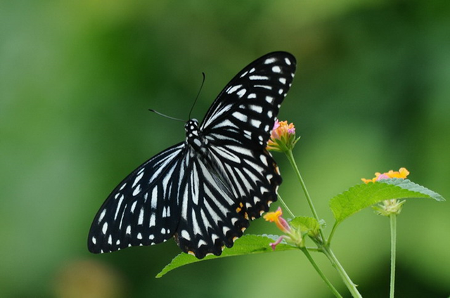 蝴蝶生活习性，蝴蝶王国（蝴蝶的生活环境和特点）