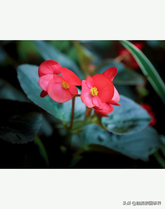 玻璃海象（玻璃海棠，这3个方法你用了吗（玻璃海棠长什么样）