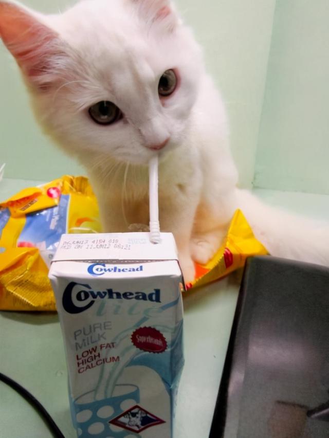 猫咪拉稀什么原因怎么治，猫咪拉稀是什么原因怎么治疗