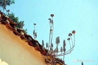 沈从文简介及作品，沈从文的主要作品（走进沈从文）