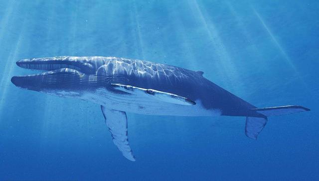 世界上最长的吊，世界最大的吊车能吊多少吨（冷知识：世界上丁丁最大的动物）